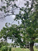 **Castanea sativa-A_Ostseite_2023-08_01.03.jpg