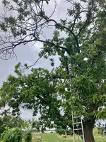 **Castanea sativa-A_Ostseite_2023-08_01.03.jpg **Castanea sativa-A_Ostseite_2023-08_01.03.jpg