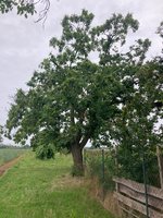**Castanea sativa-A_Nordseite_2023-08_01.01..jpg
