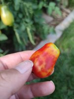 tomate04.jpg