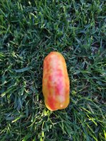 tomate02.jpg