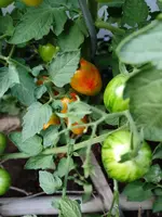 tomate01.webp