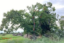 **Castanea sativa-A_Ostseite_Wunden_2023-08_01.05.jpg