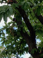 Castanea sativa-A_Westseite_Wunden_2023-08_03.jpg