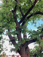 Castanea sativa-A_Westseite_Wunden_2023-08_01.jpg