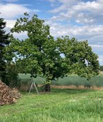 **Castanea sativa_Süd-Westseite_2023-08_02.2.jpg