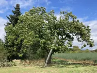 **Castanea sativa-A_Südseite_2023-08_Süd_01.1.webp **Castanea sativa-A_Südseite_2023-08_Süd_01.1.webp