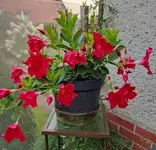 1692332753426.webp