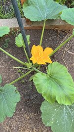 IMG_7293.jpeg