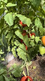 IMG_7316.jpeg