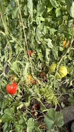 IMG_7317.jpeg