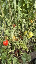 IMG_7317.jpeg