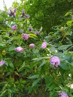 IMG_20230818_164115.jpg