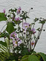P1020061Herbstanemone.webp