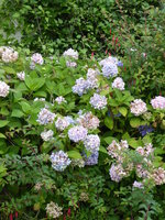 P1020062Hortensie Anabell.JPG