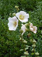 P1020068Stockrose.JPG