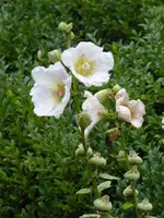 P1020068Stockrose.webp