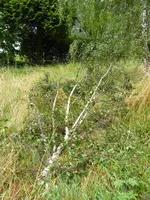 P1020079gebrochene Birke.webp