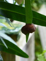 P1020080Schnecke im Hochbeet vor der Flugstunde.JPG