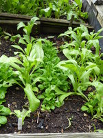 P1020082Feldsalat und Ringelblumen.JPG