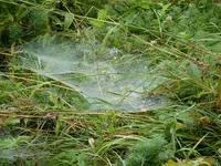 P1020083Spinnweben.webp