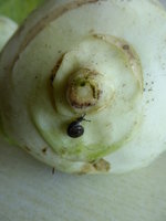 P1020101Kohlrabi mit Schnecke.JPG