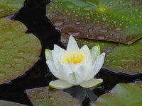 P1020111Seerose.JPG