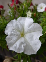 P1020115Petunie.JPG