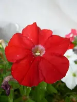 P1020116Petunie.webp