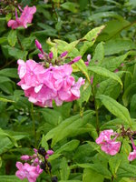 P1020119Phlox.JPG