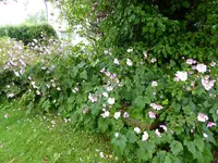 P1020121Herbstanemonen.webp