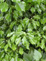 P1020124Efeu.webp