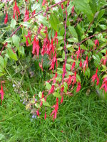 P1020125Fuchsie.JPG