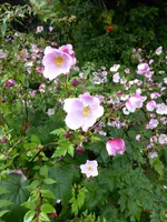 P1020126Herbstanemonen.webp