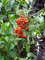 P1020129Eberesche.webp