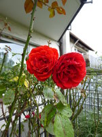 P1020134Namenlose rote Hausrose.JPG