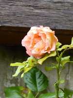 P1020135Rose Westerland.JPG