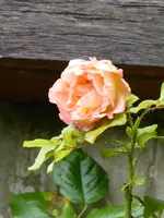 P1020135Rose Westerland.webp