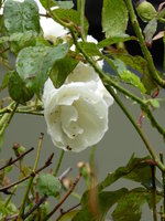 P1020137Rose Schneewittchen.JPG