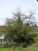P1020163Eberesche.webp