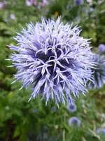 P1020107Kugeldistel.webp