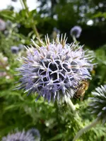 P1020145Kugeldistel.webp