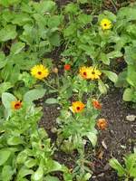 P1020149RIngelblumen.webp