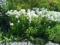 IMG_20230818_133121.webp