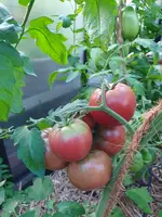 20230819_080314.webp