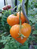 20230819_080259.webp