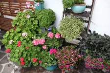 Terasse        6223.webp