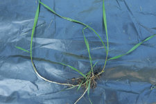 Quecke 20210907.jpg