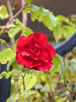 P1020133Rose Amadeus.JPG