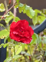 P1020133Rose Amadeus.webp